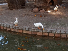 Anas platyrhynchos domesticus