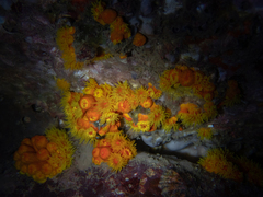 Tubastraea coccinea
