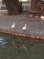 Anas platyrhynchos domesticus