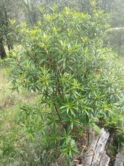 Tasmannia stipitata