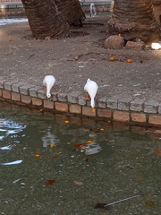 Anas platyrhynchos domesticus