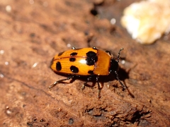 Episcaphula australis