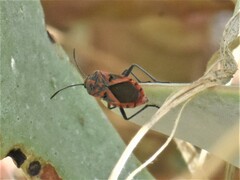 Spilostethus furcula
