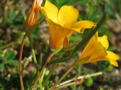 Romulea saldanhensis