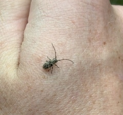Cerambycoidea