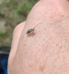 Cerambycoidea