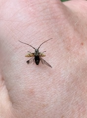 Cerambycoidea