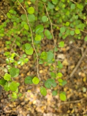 Streblus heterophyllus