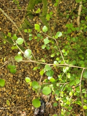 Streblus heterophyllus