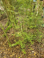 Streblus heterophyllus