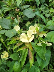 Cornus capitata