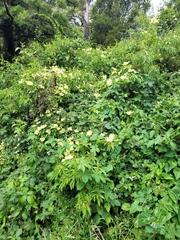 Cornus capitata