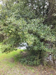 Elaeocarpus hookerianus