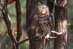 Glaucidium capense ngamiense