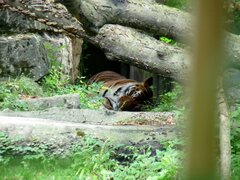 Panthera tigris