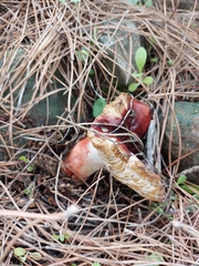 Russula rhodopus