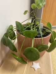 Pilea peperomioides