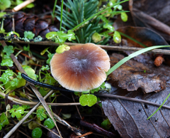 Macrocystidia cucumis
