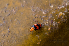 Sonchia sternalis