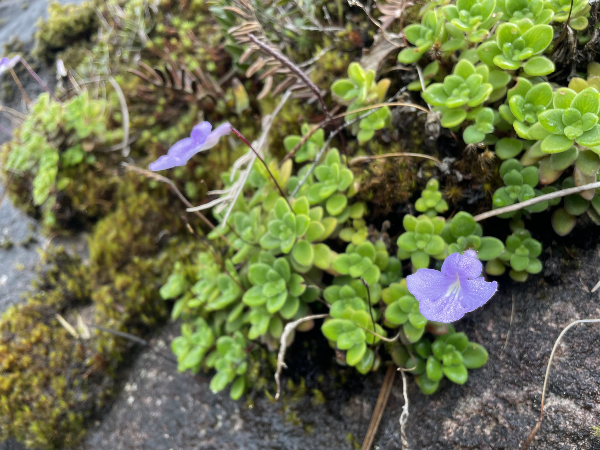 Imagem de Violeta Pendente