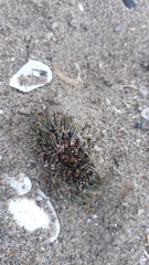 Evechinus chloroticus