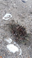 Evechinus chloroticus