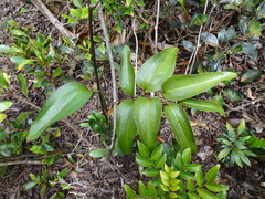 Smilax neocaledonica