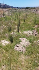 Elegia tectorum