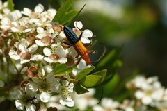 Stenoderus ostricilla
