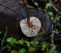 Macrocystidia cucumis