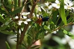 Stenoderus ostricilla