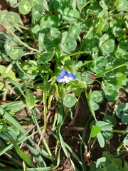 Veronica syriaca