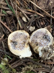 Scleroderma bovista