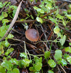 Macrocystidia cucumis