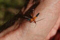 Stenoderus ostricilla