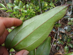 Smilax neocaledonica
