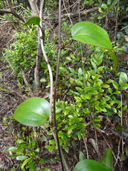 Smilax neocaledonica