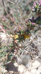 Tetragonia fruticosa