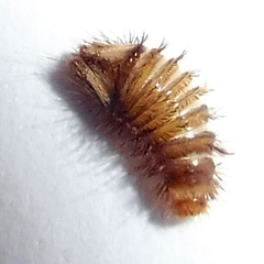 Anthrenus scrophulariae