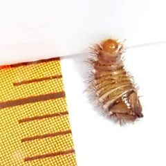 Anthrenus scrophulariae