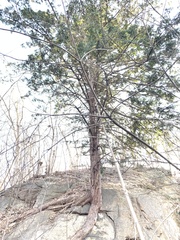 Taxus cuspidata