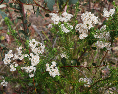Ozothamnus diosmifolius