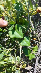 Kedrostis nana
