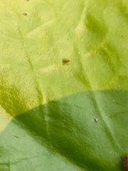 Aphidomorpha