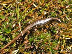 Eulamprus kosciuskoi