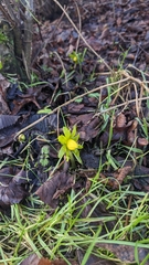 Eranthis hyemalis