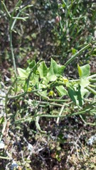 Kedrostis nana