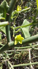 Kedrostis nana