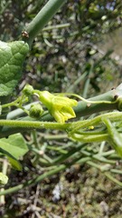 Kedrostis nana