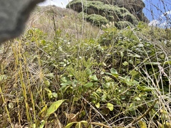 Pseudopanax lessonii